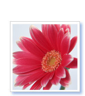 M様（福井県在住）