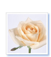 吉岡様（東京都在住）